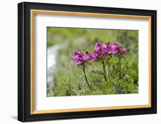 beaked lousewort, Pedicularis rostratocapita, Hohe Tauern, Carinthia, East Tyrol, Austria-Christian Zappel-Framed Photographic Print