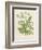 Beaked Parsley-Mabel E. Step-Framed Art Print