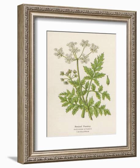 Beaked Parsley-Mabel E. Step-Framed Art Print