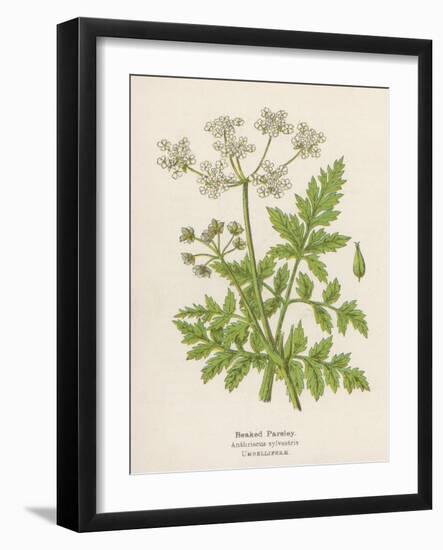 Beaked Parsley-Mabel E. Step-Framed Art Print