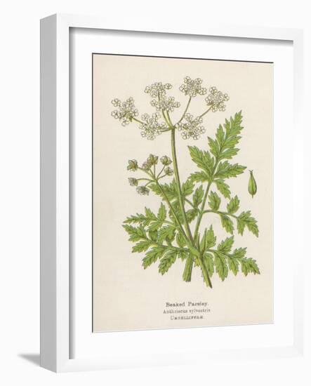 Beaked Parsley-Mabel E. Step-Framed Art Print