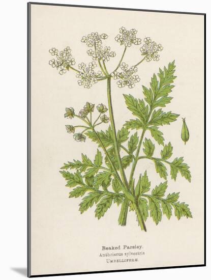 Beaked Parsley-Mabel E. Step-Mounted Art Print