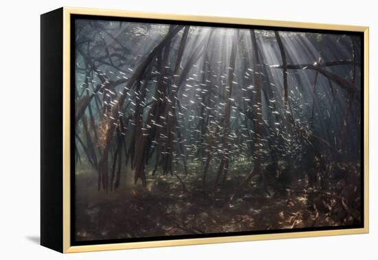 Beams of Sunlight Filter Among the Prop Roots of a Mangrove Forest-Stocktrek Images-Framed Premier Image Canvas