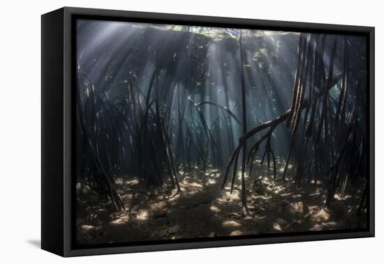 Beams of Sunlight Filter Among the Prop Roots of a Mangrove Forest-Stocktrek Images-Framed Premier Image Canvas