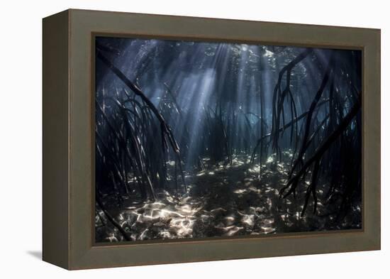 Beams of Sunlight Filter Among the Prop Roots of a Mangrove Forest-Stocktrek Images-Framed Premier Image Canvas