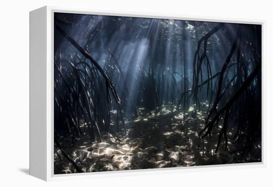 Beams of Sunlight Filter Among the Prop Roots of a Mangrove Forest-Stocktrek Images-Framed Premier Image Canvas