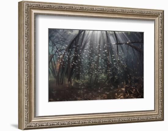 Beams of Sunlight Filter Among the Prop Roots of a Mangrove Forest-Stocktrek Images-Framed Photographic Print