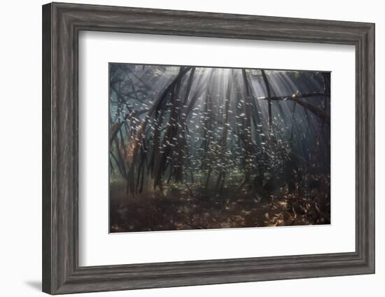 Beams of Sunlight Filter Among the Prop Roots of a Mangrove Forest-Stocktrek Images-Framed Photographic Print