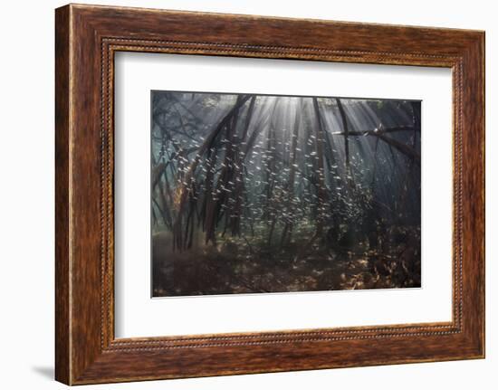 Beams of Sunlight Filter Among the Prop Roots of a Mangrove Forest-Stocktrek Images-Framed Photographic Print