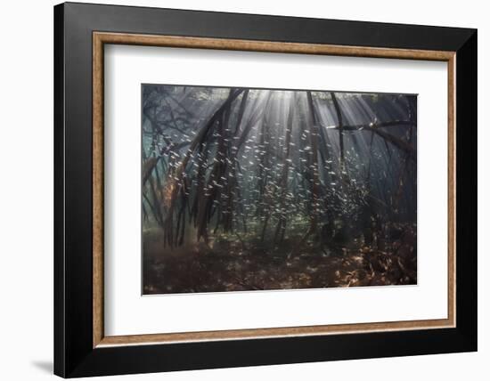 Beams of Sunlight Filter Among the Prop Roots of a Mangrove Forest-Stocktrek Images-Framed Photographic Print