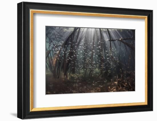 Beams of Sunlight Filter Among the Prop Roots of a Mangrove Forest-Stocktrek Images-Framed Photographic Print