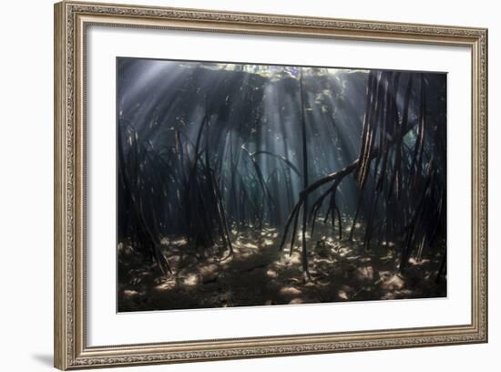 Beams of Sunlight Filter Among the Prop Roots of a Mangrove Forest-Stocktrek Images-Framed Photographic Print