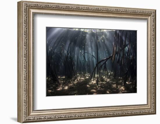 Beams of Sunlight Filter Among the Prop Roots of a Mangrove Forest-Stocktrek Images-Framed Photographic Print