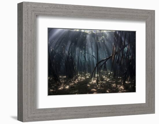 Beams of Sunlight Filter Among the Prop Roots of a Mangrove Forest-Stocktrek Images-Framed Photographic Print