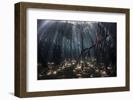 Beams of Sunlight Filter Among the Prop Roots of a Mangrove Forest-Stocktrek Images-Framed Photographic Print