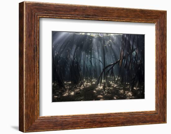 Beams of Sunlight Filter Among the Prop Roots of a Mangrove Forest-Stocktrek Images-Framed Photographic Print