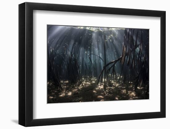 Beams of Sunlight Filter Among the Prop Roots of a Mangrove Forest-Stocktrek Images-Framed Photographic Print