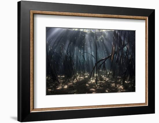 Beams of Sunlight Filter Among the Prop Roots of a Mangrove Forest-Stocktrek Images-Framed Photographic Print