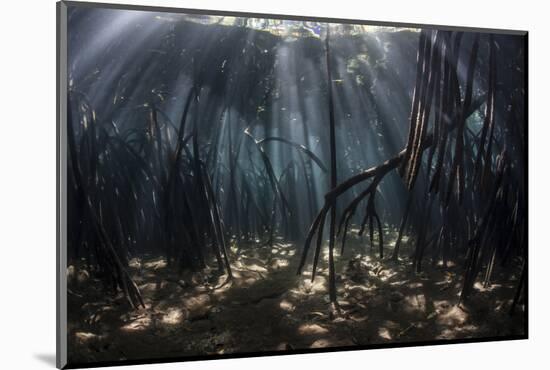 Beams of Sunlight Filter Among the Prop Roots of a Mangrove Forest-Stocktrek Images-Mounted Photographic Print