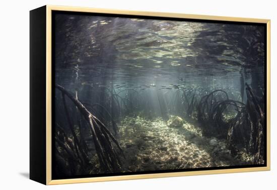 Beams of Sunlight Shine Down into a Mangrove Forest-Stocktrek Images-Framed Premier Image Canvas