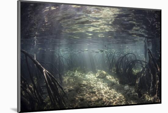 Beams of Sunlight Shine Down into a Mangrove Forest-Stocktrek Images-Mounted Photographic Print