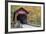 Bean Blossom Covered Bridge in Brown County, Indiana, USA-Chuck Haney-Framed Photographic Print