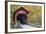 Bean Blossom Covered Bridge in Brown County, Indiana, USA-Chuck Haney-Framed Photographic Print