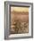 Bean Field Dusk-Lincoln Seligman-Framed Giclee Print