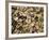 Beans Displayed in Market, Cuzco, Peru-Merrill Images-Framed Photographic Print