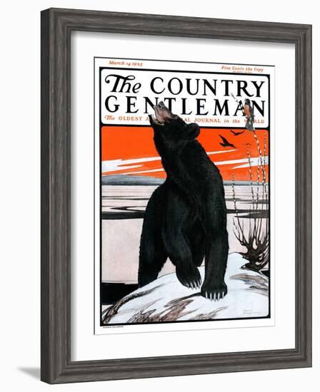 "Bear and Robin Welcome Spring," Country Gentleman Cover, March 14, 1925-Paul Bransom-Framed Giclee Print