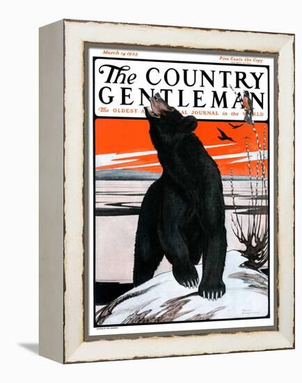 "Bear and Robin Welcome Spring," Country Gentleman Cover, March 14, 1925-Paul Bransom-Framed Premier Image Canvas