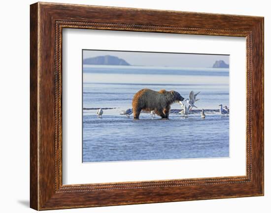 Bear and the Gulls-wildnerdpix-Framed Photographic Print