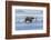 Bear and the Gulls-wildnerdpix-Framed Photographic Print