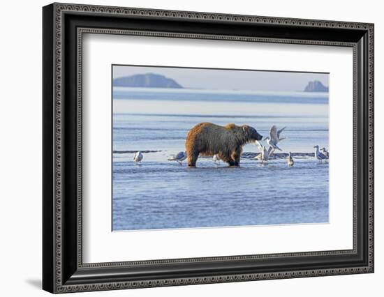 Bear and the Gulls-wildnerdpix-Framed Photographic Print