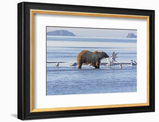 Bear and the Gulls-wildnerdpix-Framed Photographic Print