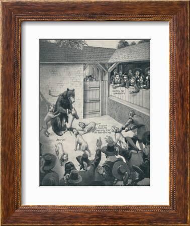 Bear-Baiting in a Stuart Bear Pit', c1934' Giclee Print - Unknown