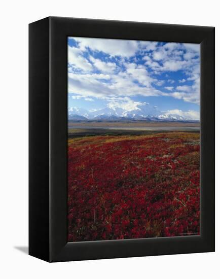 Bear Berries, Mt. Mckinley, AK-John Luke-Framed Premier Image Canvas