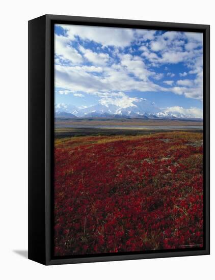 Bear Berries, Mt. Mckinley, AK-John Luke-Framed Premier Image Canvas