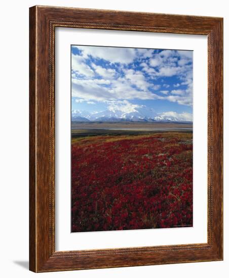 Bear Berries, Mt. Mckinley, AK-John Luke-Framed Photographic Print