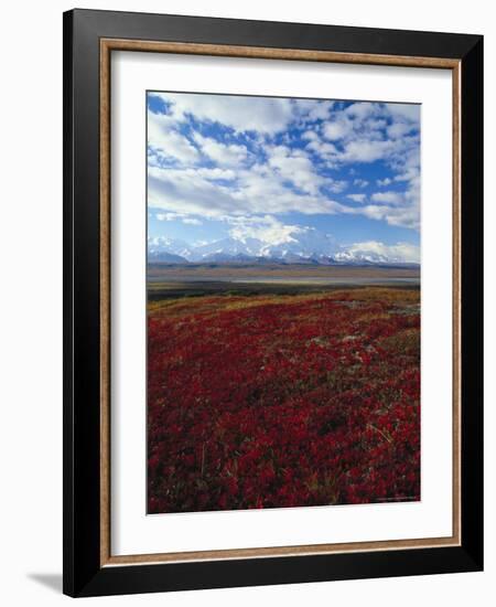 Bear Berries, Mt. Mckinley, AK-John Luke-Framed Photographic Print