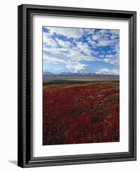 Bear Berries, Mt. Mckinley, AK-John Luke-Framed Photographic Print