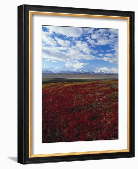 Bear Berries, Mt. Mckinley, AK-John Luke-Framed Photographic Print