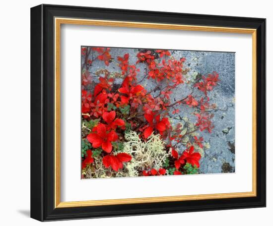 Bear Berry and Blue Berry in Autumn, Denali National Park, Alaska, USA-Darrell Gulin-Framed Photographic Print