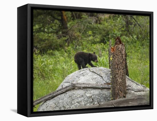 Bear Cub on Rock-Galloimages Online-Framed Premier Image Canvas