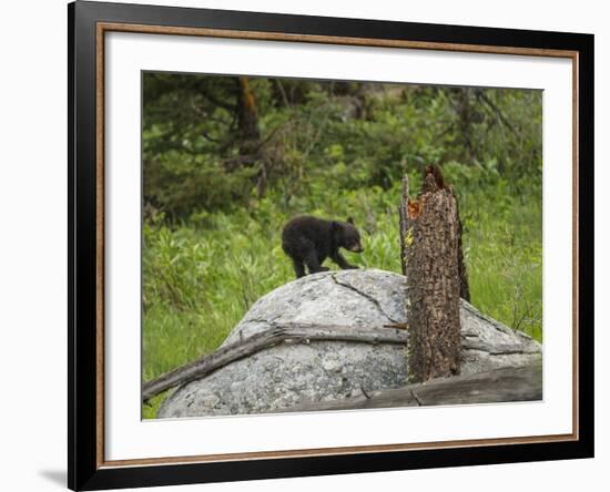 Bear Cub on Rock-Galloimages Online-Framed Photographic Print