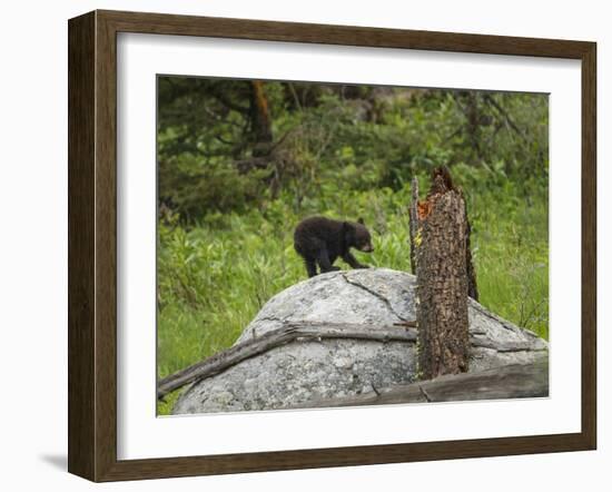 Bear Cub on Rock-Galloimages Online-Framed Photographic Print