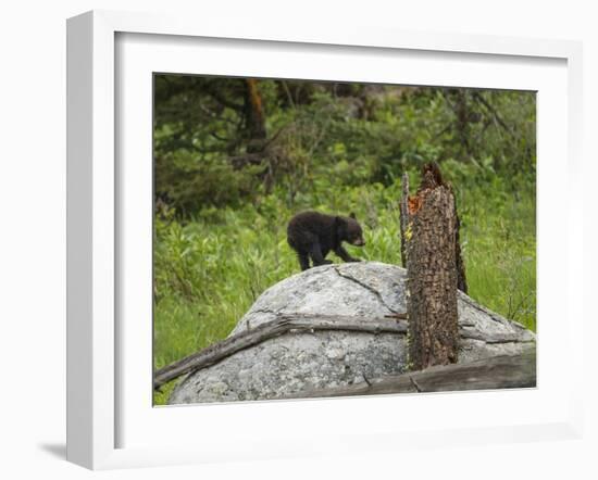 Bear Cub on Rock-Galloimages Online-Framed Photographic Print
