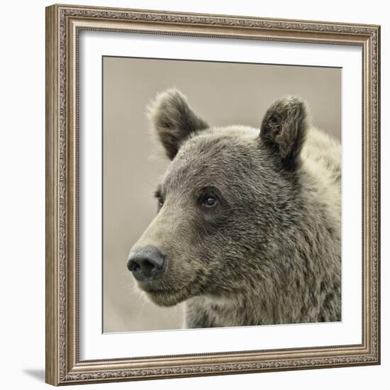 Bear Focus - Hush-Wink Gaines-Framed Giclee Print