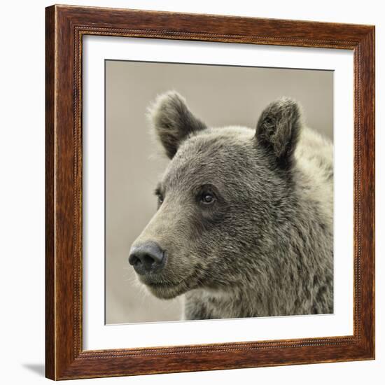 Bear Focus - Hush-Wink Gaines-Framed Giclee Print