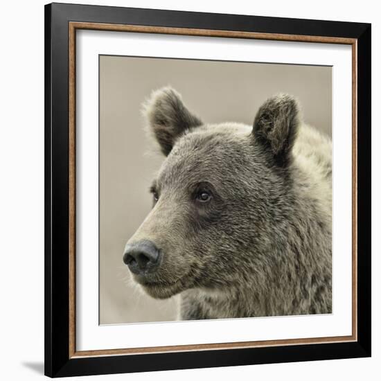 Bear Focus - Hush-Wink Gaines-Framed Giclee Print